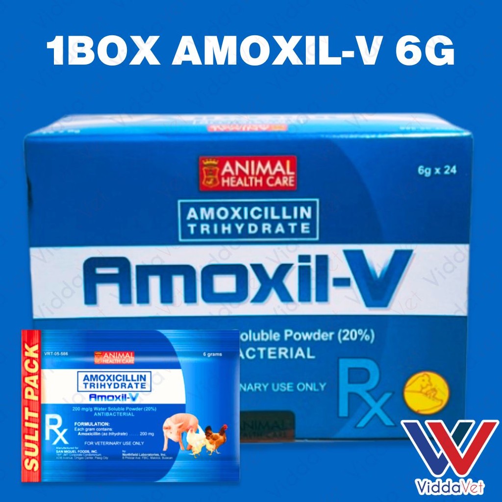 Amoxil V 6g 24pcs (1 Box)