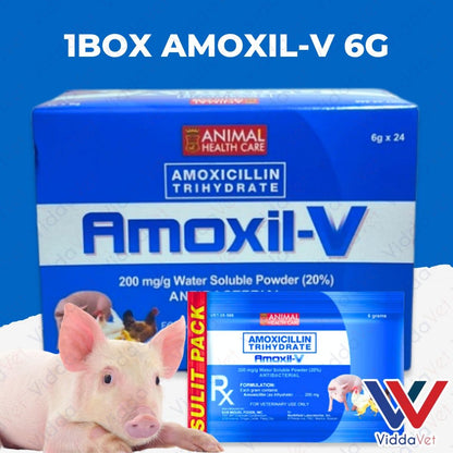 Amoxil V 6g 24pcs (1 Box)