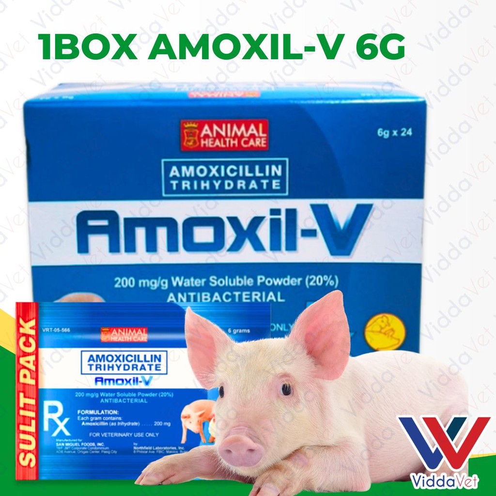 Amoxil V 6g 24pcs (1 Box)