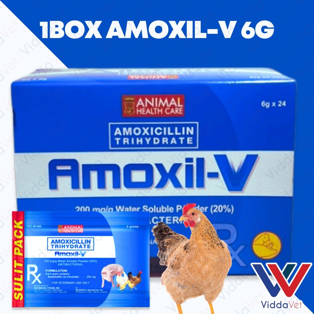 Amoxil V 6g 24pcs (1 Box)