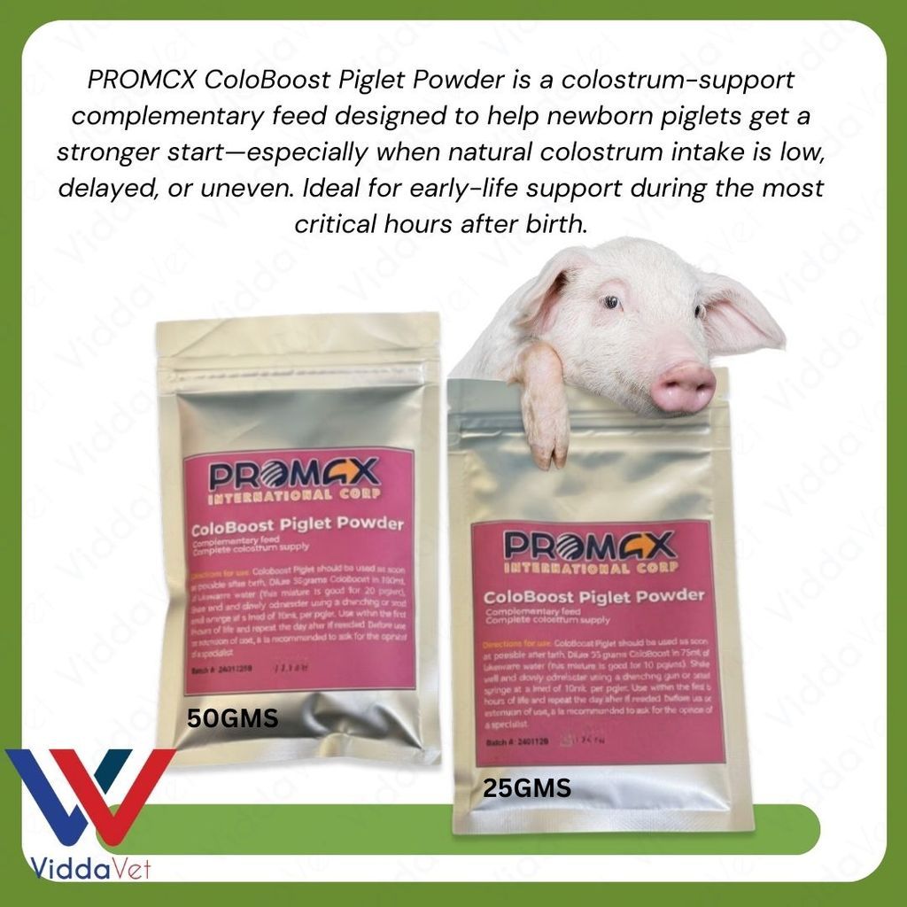 Newborn Swine Supplement Coloboost Piglet Powder 25g 50g Vitality Formula