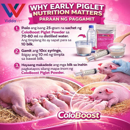 Newborn Swine Supplement Coloboost Piglet Powder 25g 50g Vitality Formula