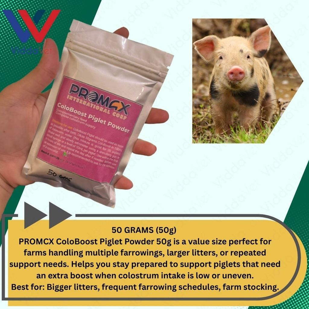Newborn Swine Supplement Coloboost Piglet Powder 25g 50g Vitality Formula
