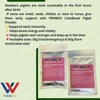 Newborn Swine Supplement Coloboost Piglet Powder 25g 50g Vitality Formula